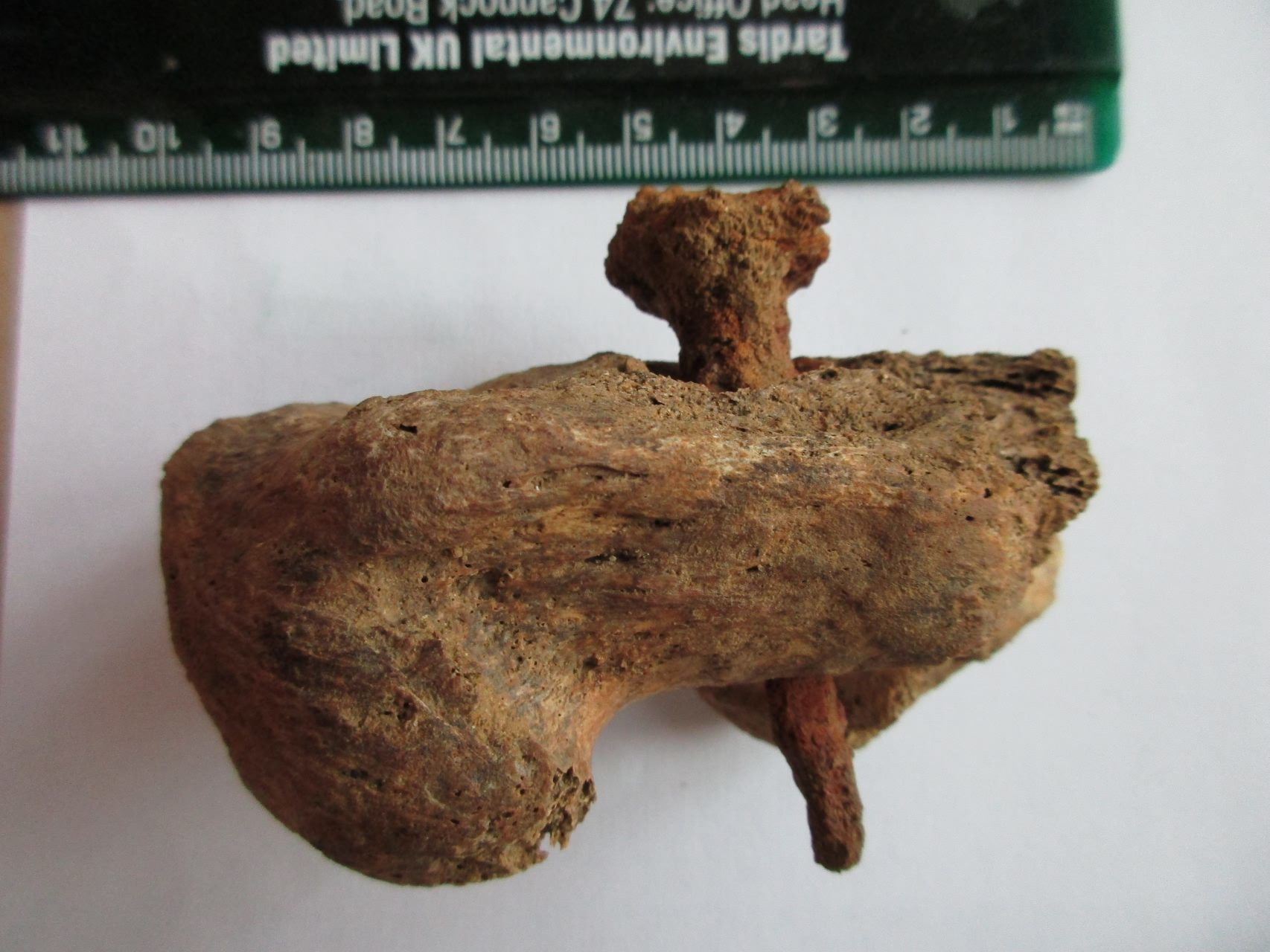 Crucifixion nail in heel after washing found in Fenstanton
