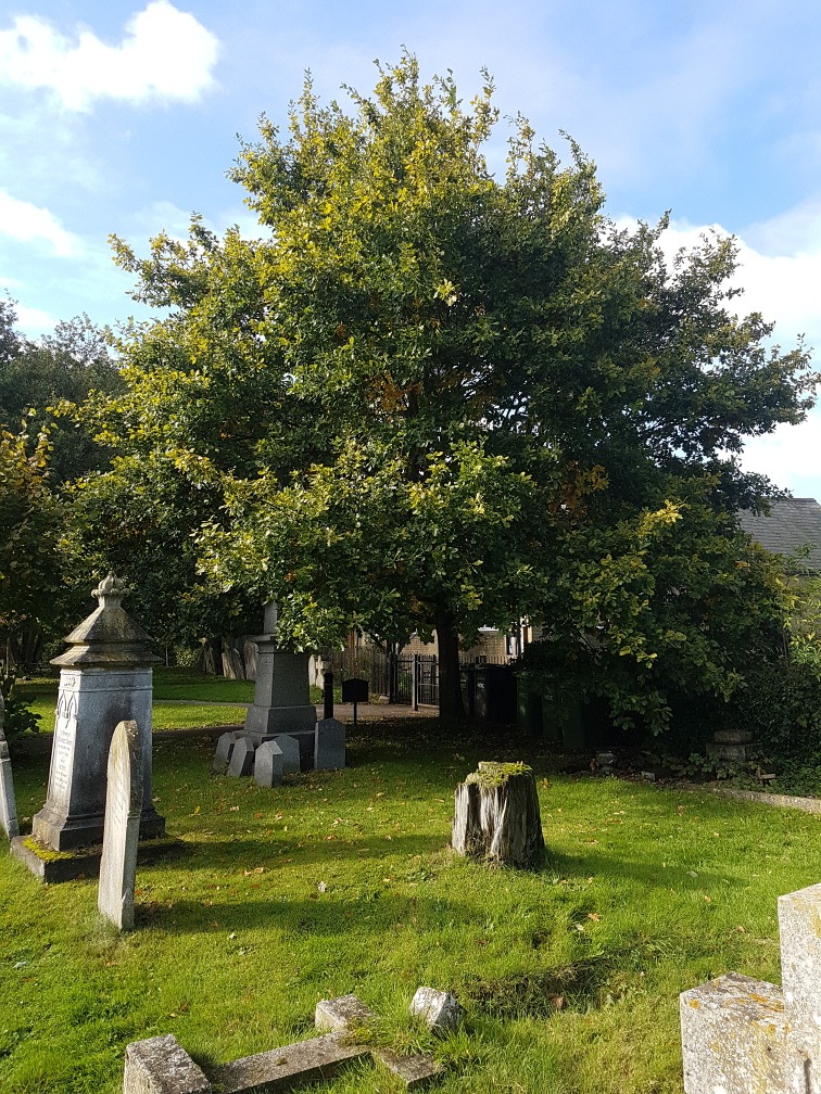 Fenstanton WI - oak tree in 2020