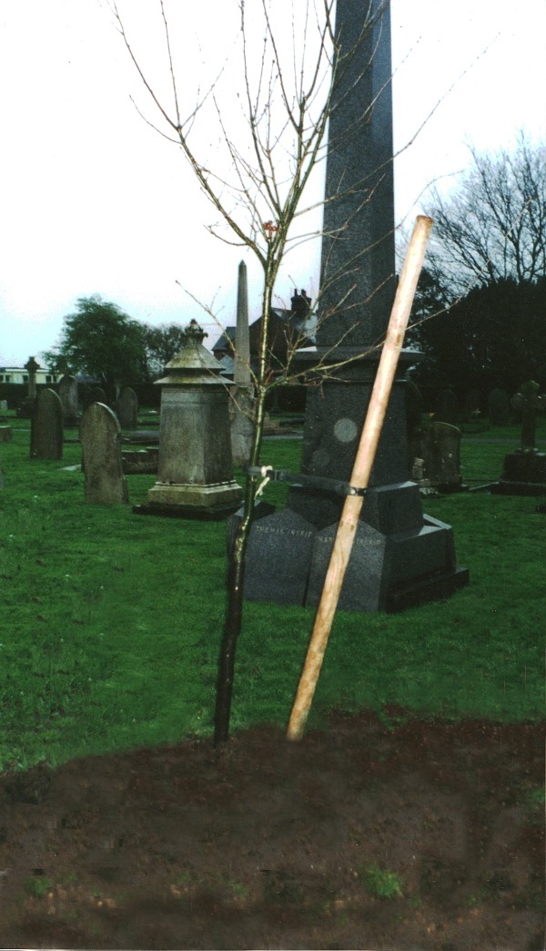 Fenstanton WI - oak sapling 20000